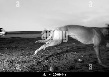 Zwei Hunde Windhund Schafe Hund Grenze Collie spielen Jagd auf Der Strand läuft mit Geschwindigkeit Full Tilt Bewegung füllen Blitz Blitzunschärfe Stockfoto