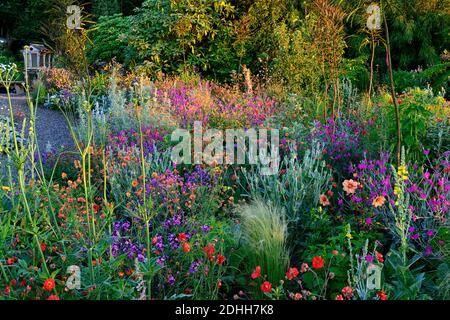 Geum Rubin, geum Totally Tangerine, geum Scarlet Tempest, Lychnis Hill Grounds, Lunaria annua Chedglow Sämlinge, Dahlua, verbascum, gemischte Pflanzschema, Co Stockfoto