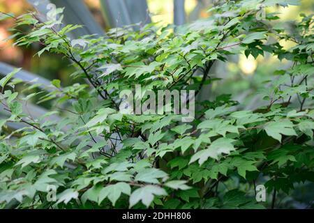 Lindera triloba, grün, Blätter, Laub, tropisch, exotisch, Pflanze, neues Wachstum, grün graues Laub, grün graue Blätter, Laub, RM Floral Stockfoto