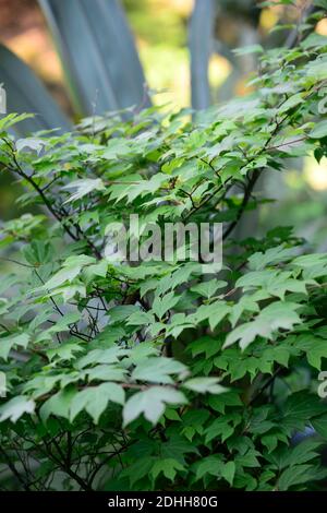 Lindera triloba, grün, Blätter, Laub, tropisch, exotisch, Pflanze, neues Wachstum, grün graues Laub, grün graue Blätter, Laub, RM Floral Stockfoto