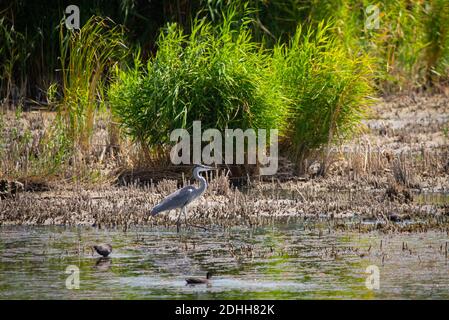 Graureiher oder Ardea cinerea steht im Fluss. Stockfoto