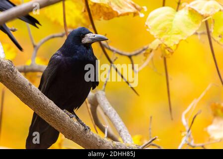 Schöne schwarze Krähe sitzt auf dem Ast im Herbst Park Stockfoto