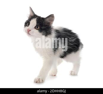 Junge Kurilian Bobtail vor weißem Hintergrund Stockfoto