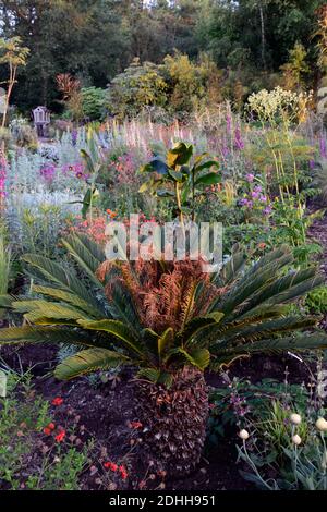 Cycad, Geum Rubin, Geum Totally Tangerine, Geum Scarlet Tempest, Cycad, Lychnis Hill Grounds, Lunaria annua Chedglow Samenkapseln, Dahlia, verbascum, gemischte Planti Stockfoto