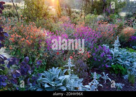 Geum Rubin, geum Totally Tangerine, geum Scarlet Tempest, Lychnis Hill Grounds, Lunaria annua Chedglow Samenschoten, Dahlia, verbascum, gemischte Pflanzschema, Co Stockfoto