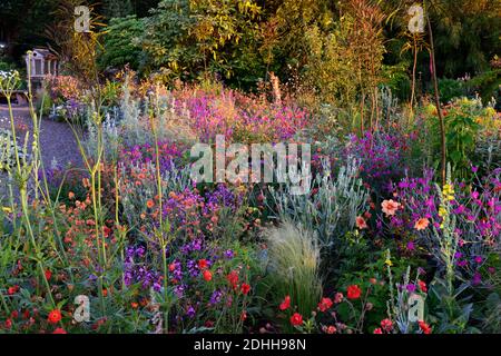 Geum Rubin, geum Totally Tangerine, geum Scarlet Tempest, Lychnis Hill Grounds, Lunaria annua Chedglow Samenschoten, Dahlia, verbascum, gemischte Pflanzschema, Co Stockfoto