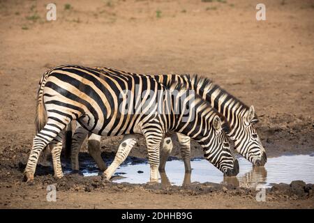 Zwei Erwachsene Zebras stehen am Rand eines Wasserlochs Trinkwasser im Kruger Park in Südafrika Stockfoto