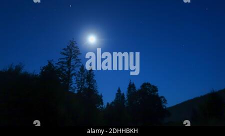 Ein niedriger Winkel Aufnahme der Silhouette der Bäume In der Nacht mit Sternen Spuren in den Himmel Stockfoto