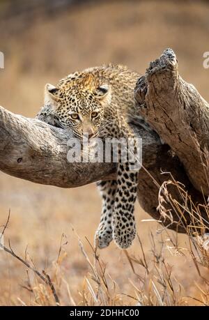 Junges Leopardenjunges, das auf einem toten Baumzweig ruht Kruger Nationalpark in Südafrika Stockfoto