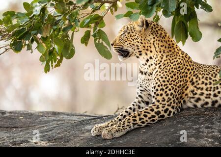 Erwachsene Leopard sitzt auf einem großen Felsen und sieht wach aus Kruger Park in Südafrika Stockfoto