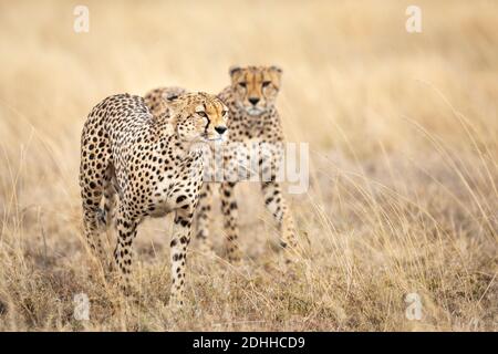 Zwei Erwachsene Gepard zu Fuß in trockenen gelben Gras in der Ebenen des Serengeti Nationalparks in Tansania Stockfoto