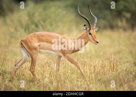 Männliche Impala mit großen Hörnern, die im trockenen Gras laufen Savuti in Botswana Stockfoto