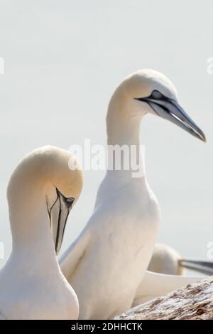 Zwei Tölpel stehen auf einem Felsen. Meer im Hintergrund. Selektiver Fokus. Stockfoto