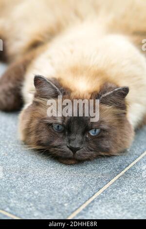 Ragamuffin Kater Stockfoto