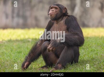 Schimpansen-Affe mit niedlichem Gesichtsausdruck auf indische Wildtiere geschossen Zufluchtsort Stockfoto