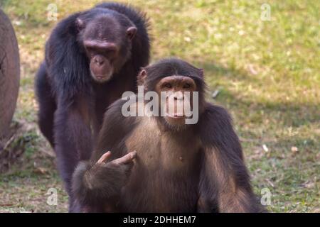 Schimpansen-Primaten in indischen Tierschutzgebieten Stockfoto