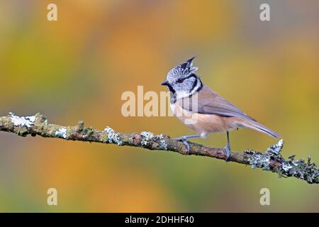 Haubenmeise,(Parus cristatus), sitzt, Zweig, seitlich, Biotop, Lebensraum, Stockfoto