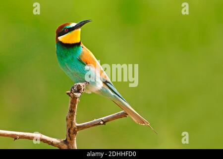 - Bienenfresser Merops apiaster - Europäische Bee Eater Stockfoto