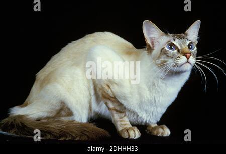 Balinese Katze, Erwachsenen Verlegung vor schwarzen Hintergrund Stockfoto