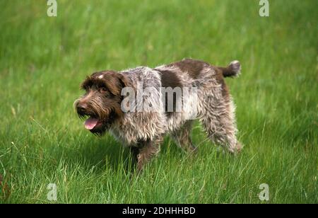 Korthal oder Rauhaar Griffon Hund Stockfoto