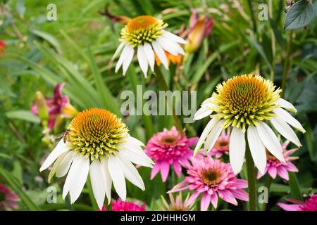 Weiße Echinacea mit einem verschwommenen grünen Hintergrund und rosa Echinacea Stockfoto