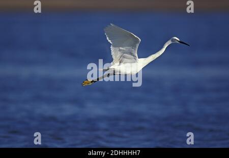 Intermediate Egret, egretta garzetta, Erwachsener im Flug, Namibia Stockfoto