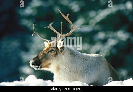 Rentier, Rangers tarandus, Männchen liegen auf Schnee Stockfoto