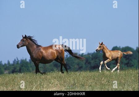 Anglo Arab Horse, Mare mit Fohlen galoppieren durch Wiese Stockfoto