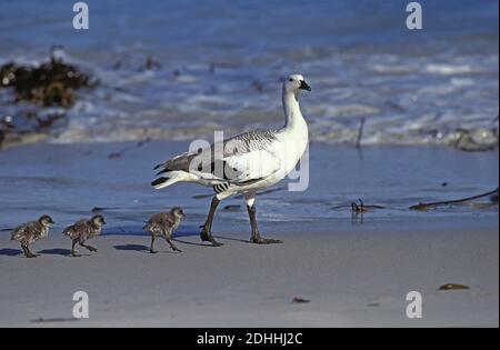 Magellan Goose oder Upland Goose, chloephaga picta, Männlich und Küken am Strand, Antarktis Stockfoto