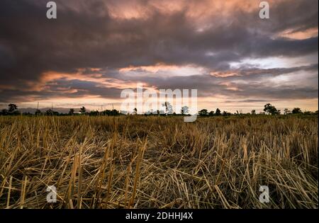 Reisfarm. Stoppeln im Feld nach der Ernte. Getrockneter Reis Stroh in der Farm. Landschaft der Reisfarm mit dunklen und goldenen Sonnenuntergang Himmel. Schönheit in der Natur. Ländlich. Stockfoto