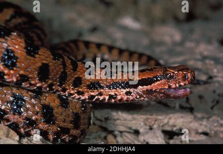 ASP Viper, vipera aspis, Erwachsene mit offenem Mund Stockfoto