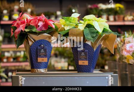 NUR FÜR REDAKTIONELLE VERWENDUNG Allgemeine Ansicht der Weihnachtssternen, die in der Morrisons-Blumenreihe im Dezember in Kent erhältlich sind. Stockfoto