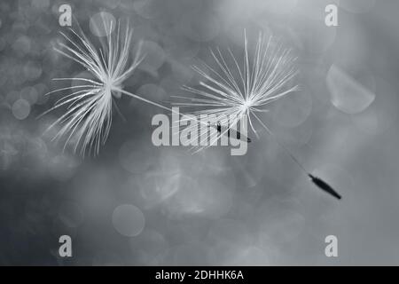 Fliegende Löwenzahn Fluffs mit Bokeh in ultimativen grau, die 2021 Farbe. Stockfoto