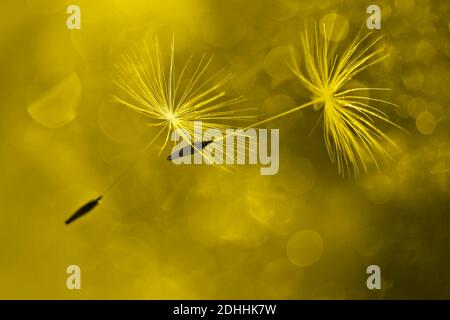 Fliegende Löwenzahn Fluffs mit Bokeh in Beleuchtung, die 2021 Farbe. Stockfoto