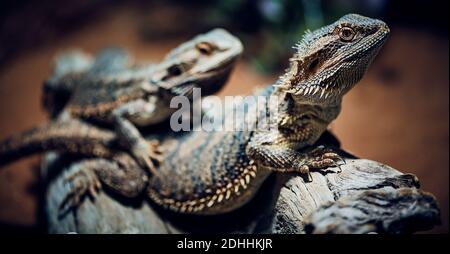 Makro-Foto von einem bärtigen Drachen im Vordergrund, ein weiteres Tier im Hintergrund verschwommen, dunklen Stil Stockfoto