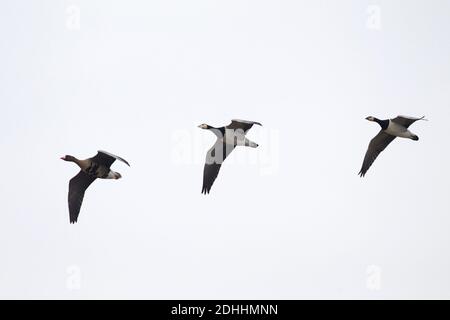 Wandergänse bringen wahrscheinlich Vogelgrippe mit Stockfoto