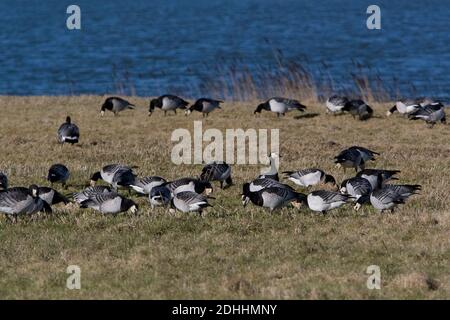 Die überwinternde Barnacle Goose könnte Vogelgrippe nach Europa bringen Stockfoto