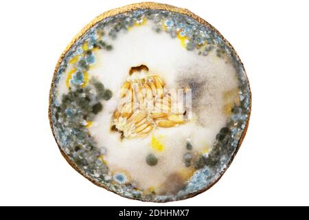 Blauer und schwarzer Schimmel auf Melone. Das Essen war verdorben. Giftige Früchte. Vollformat Stockfoto