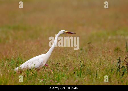 Silberreiher - (Casmerodius albus) - Großreiher Stockfoto