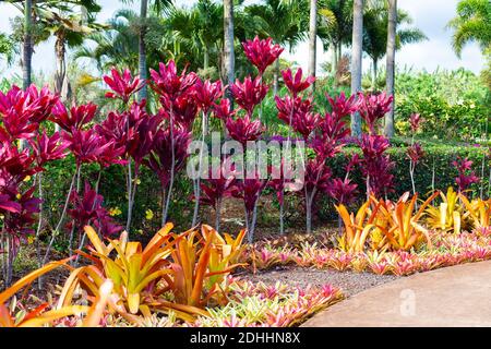 Tropischer Garten im Zentrum von Oahu, Hawaii Stockfoto