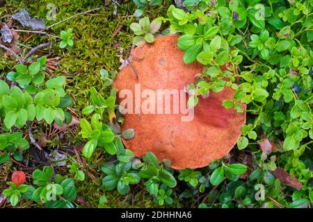 Leccinum aurantiacum Pilz, Steinpilz. Essbare Pilze wachsen im Sommerwald Stockfoto