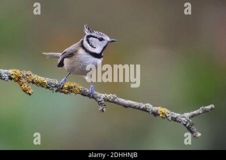 Haubenmeise, (Parus cristatus), sitzt, Zweig, seitlich, Biotop, Lenbensraum, Stockfoto