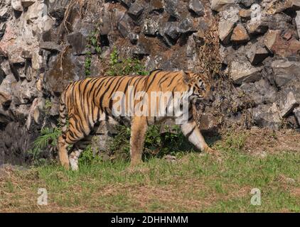 Royal Bengal Tiger in Wildlife Reserve in Indien Stockfoto