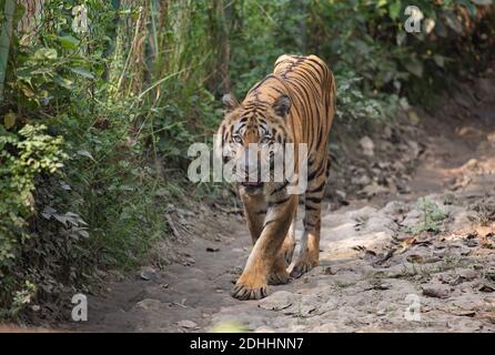 Royal Bengal Tiger in Wildlife Reserve in Indien Stockfoto