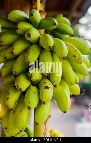Ein Bündel unreifer Bananen auf dem asiatischen Markt Stockfoto