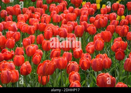 Blühende Tulpenblüten im Frühlingspark in Kiew Ukraine Stockfoto