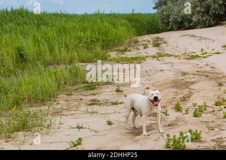 Happy Pit Bulldogge, Smile Dog Face, American Staffordshire Terrier. Natürlicher Sandstrand Hintergrund im Sommer Tag Stockfoto