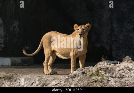 Afrikanische Löwin in einem offenen Gehege bei einer indischen Tierwelt Zufluchtsort Stockfoto