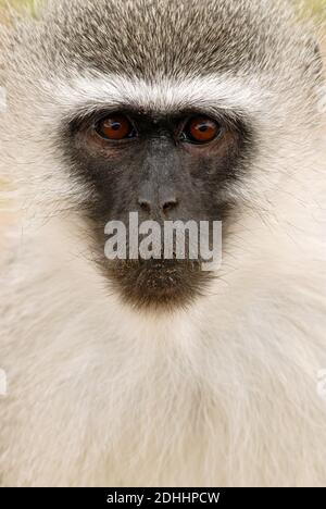 Grüne Meereskatze, Porträt, (Cercopithecus aethiops, Stockfoto