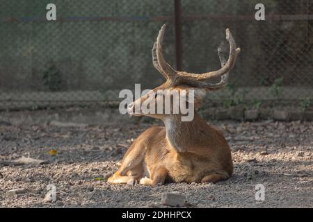 Indien Schwein Hirsch sitzt im Schlamm an Tier Wildlife Sanctuary In Kalkutta Stockfoto